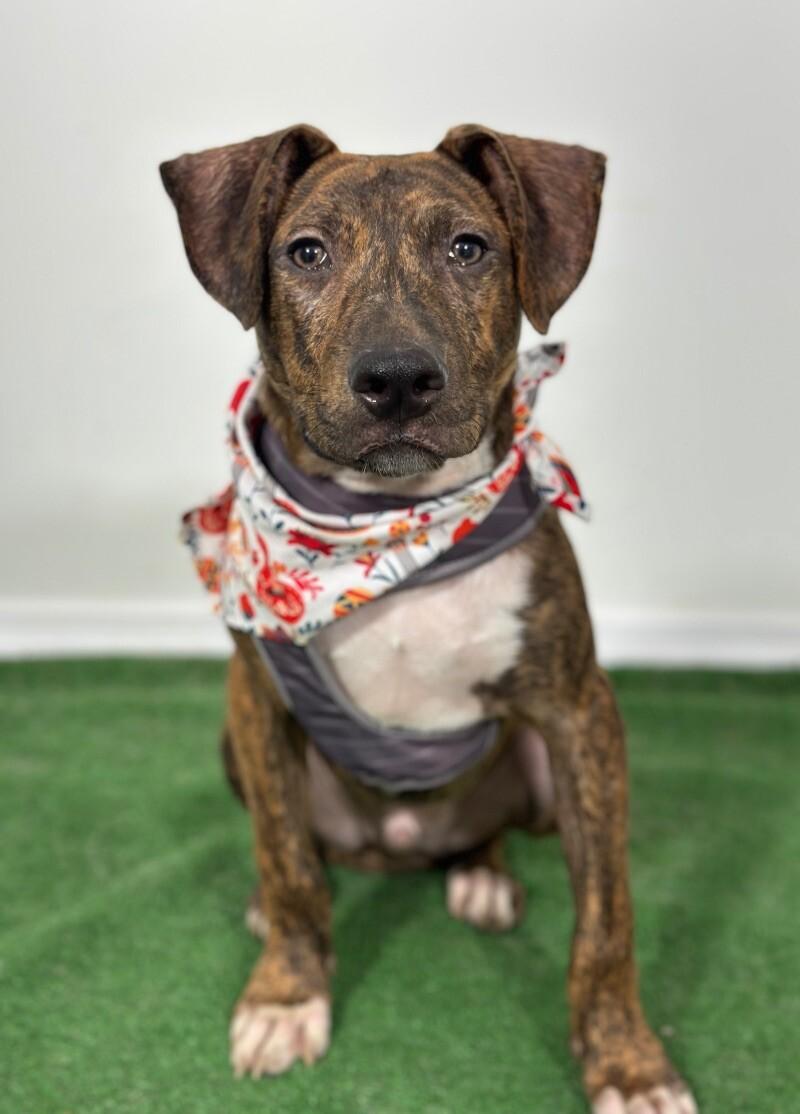 Enlarge Willy Wonder, a Adoptable mixed breed in Palo Alto, CA image 1/1