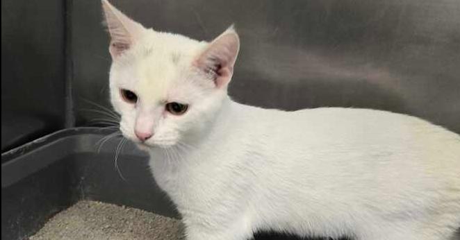 Augustine, Adoptable, Kitten Male Domestic Short Hair.