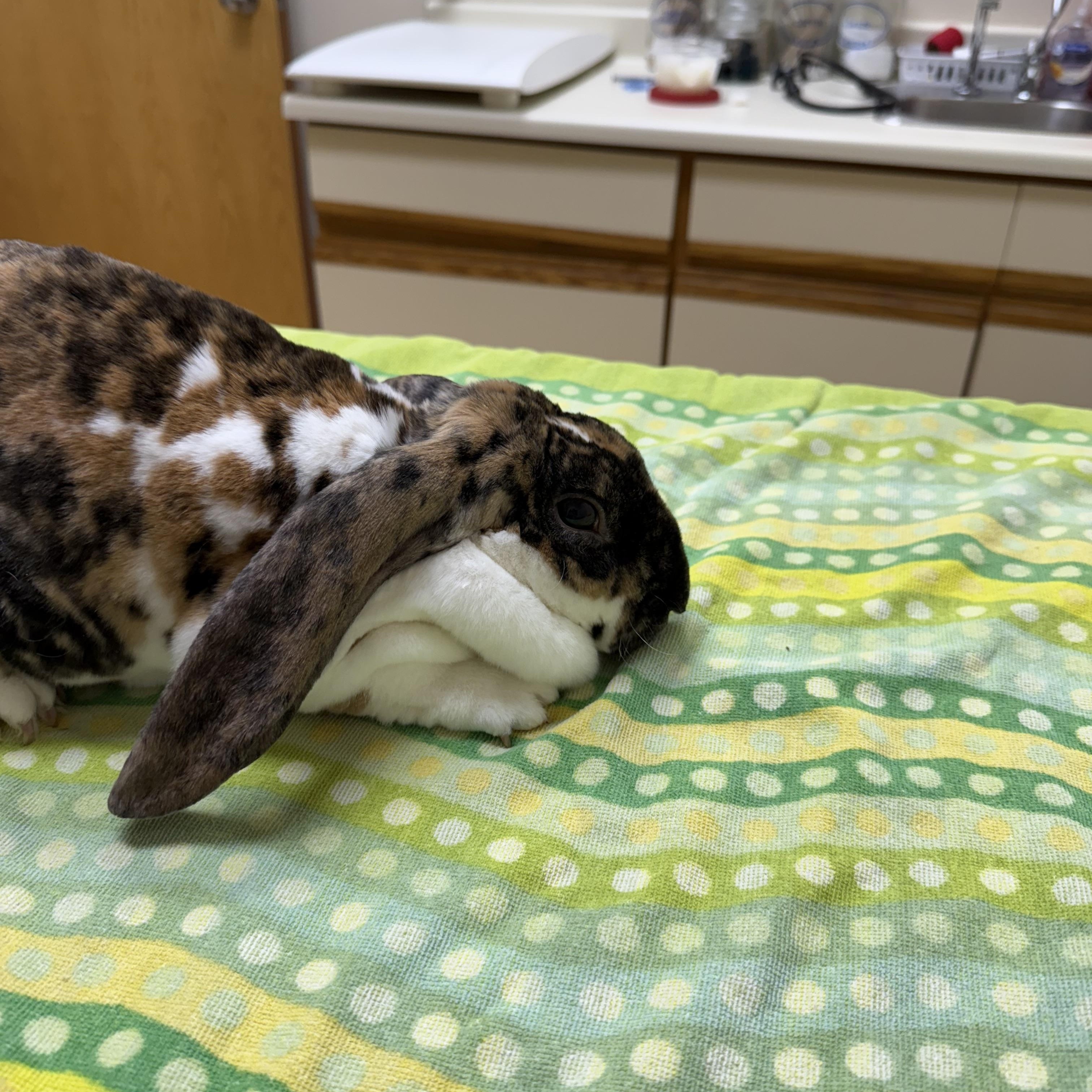Etaine, a Adopted English Lop image 2/2