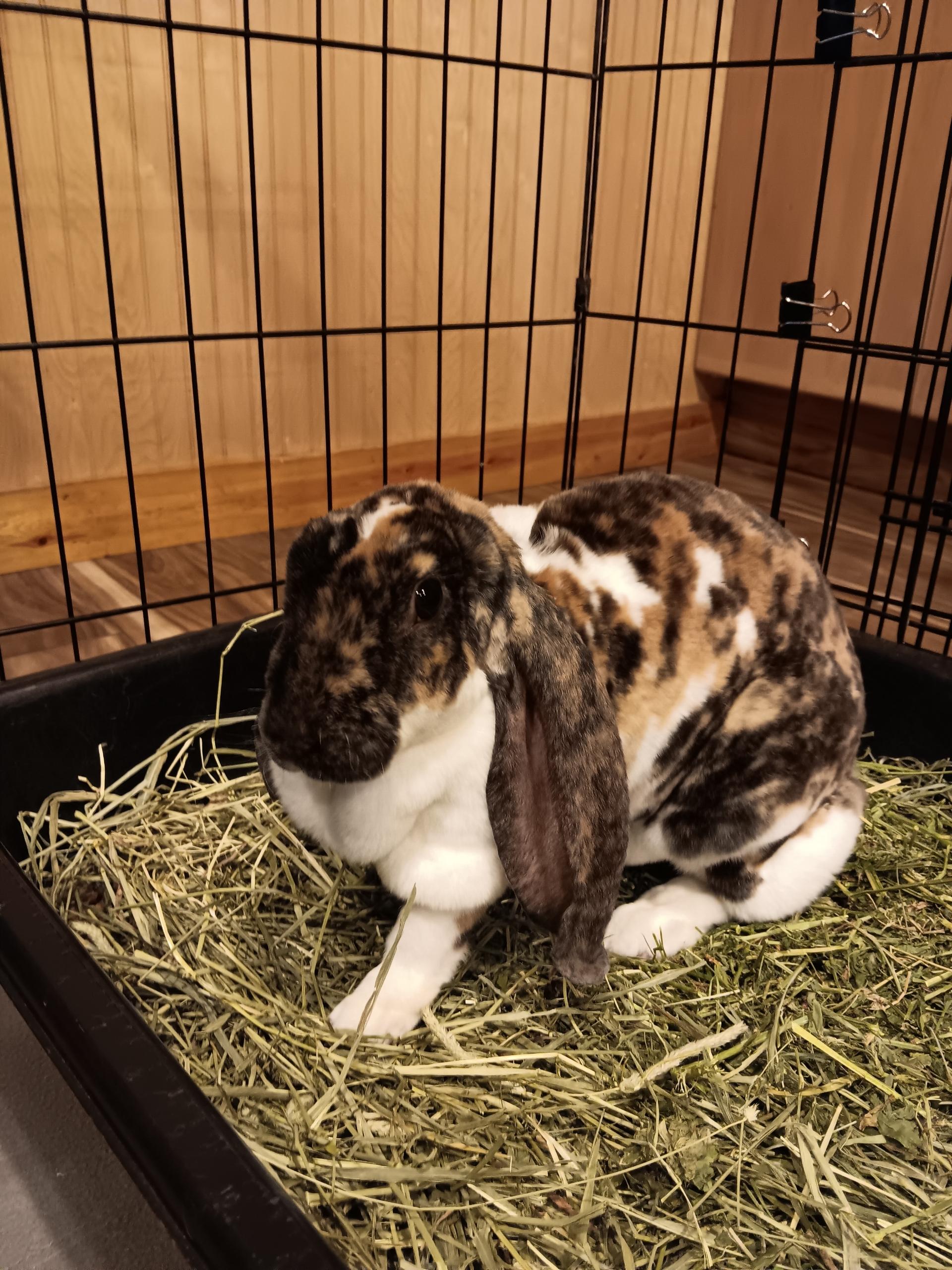 Etaine, Adopted, Adult Female English Lop.