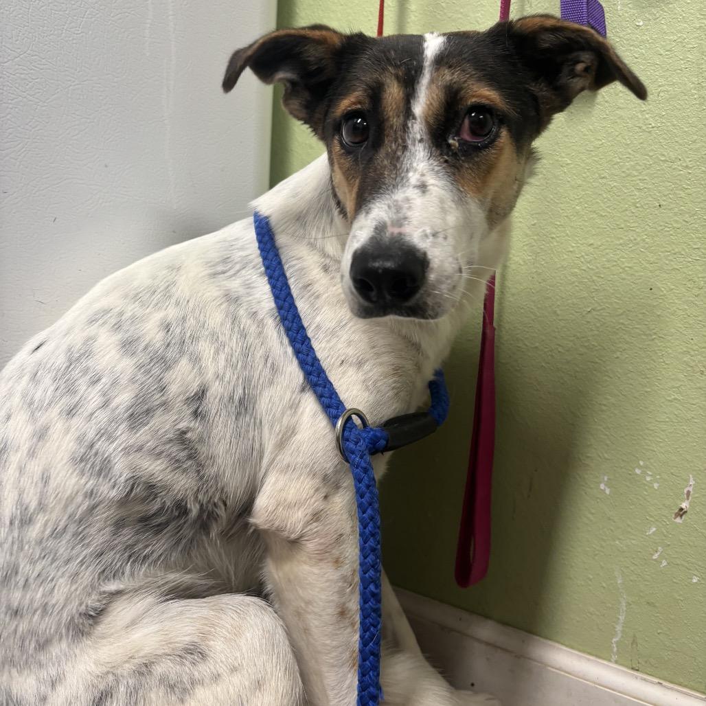 Bell, Adoptable, Young Female Jack Russell Terrier & Labrador Retriever.