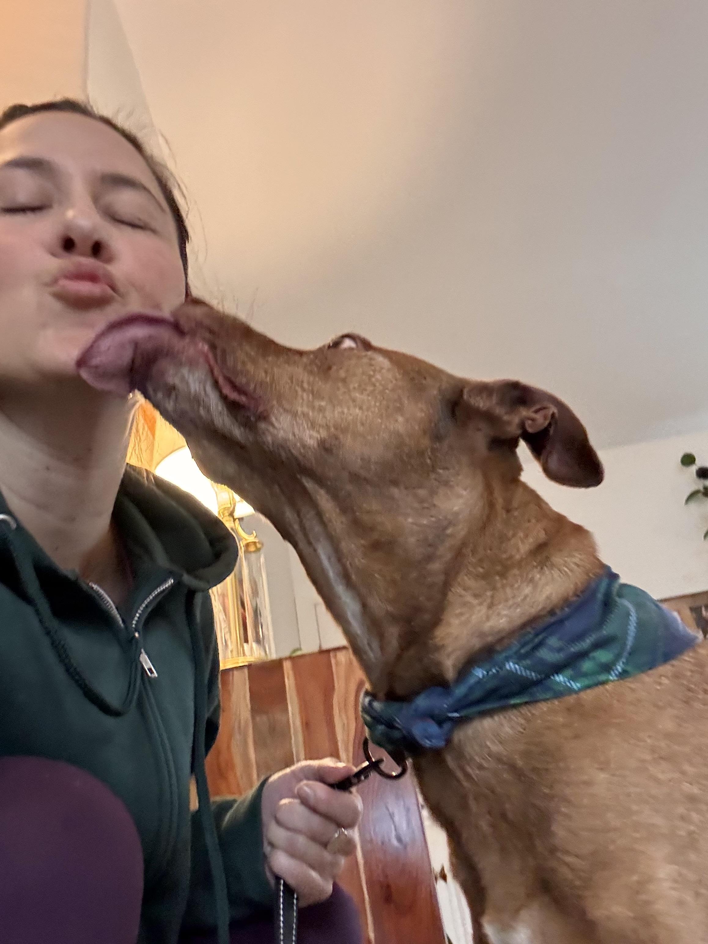 Enlarge Marley , a Adoptable mixed breed in Portland, OR image 6/6