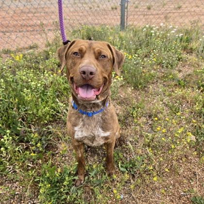 Kybear, Adoptable, Young Male Mixed Breed & Mixed Breed.
