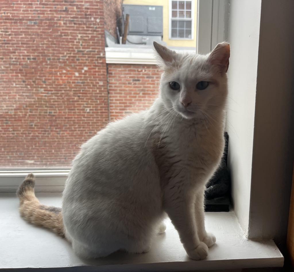 Harper, Young Female Domestic Short Hair