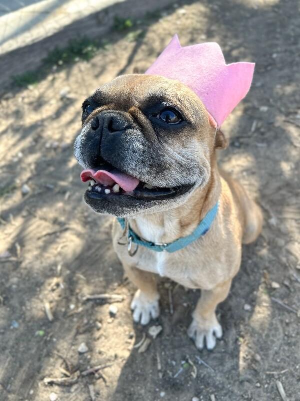 Enlarge Lady, a Adoptable French Bulldog in Windsor, CO image 1/6