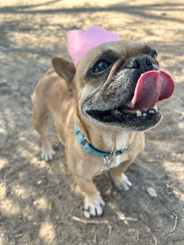Enlarge Lady, a Adoptable French Bulldog in Windsor, CO image 2/6