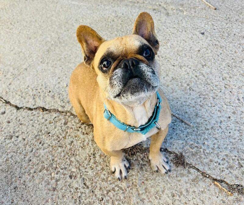 Enlarge Lady, a Adoptable French Bulldog in Windsor, CO image 3/6