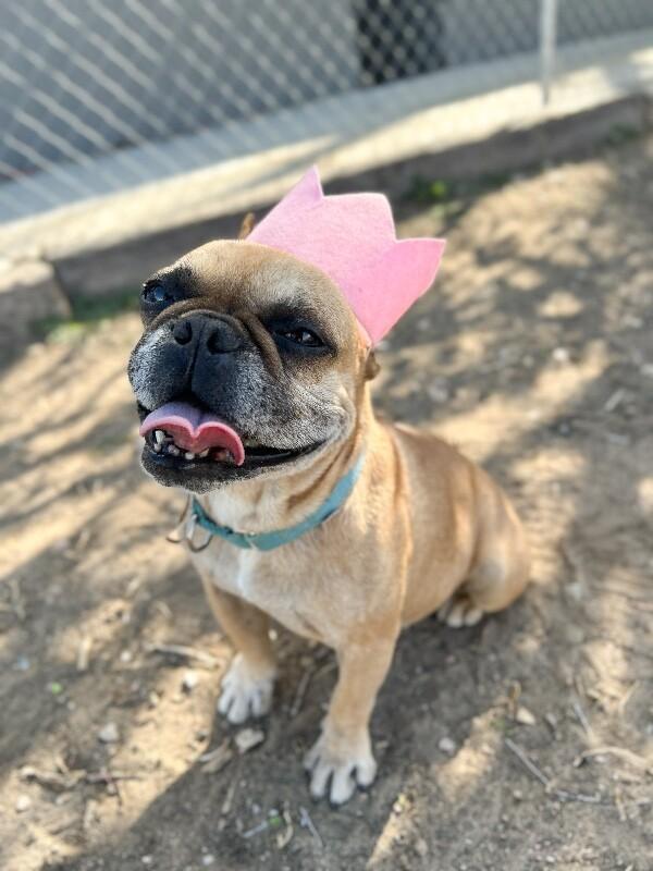 Enlarge Lady, a Adoptable French Bulldog in Windsor, CO image 4/6