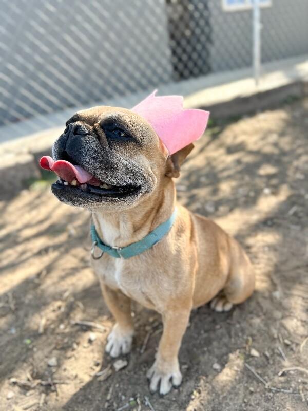 Enlarge Lady, a Adoptable French Bulldog in Windsor, CO image 5/6