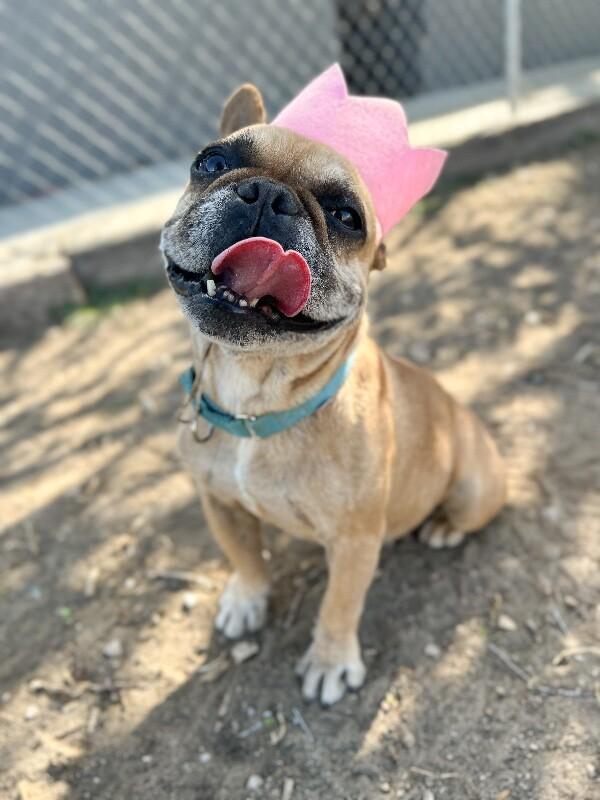 Enlarge Lady, a Adoptable French Bulldog in Windsor, CO image 6/6