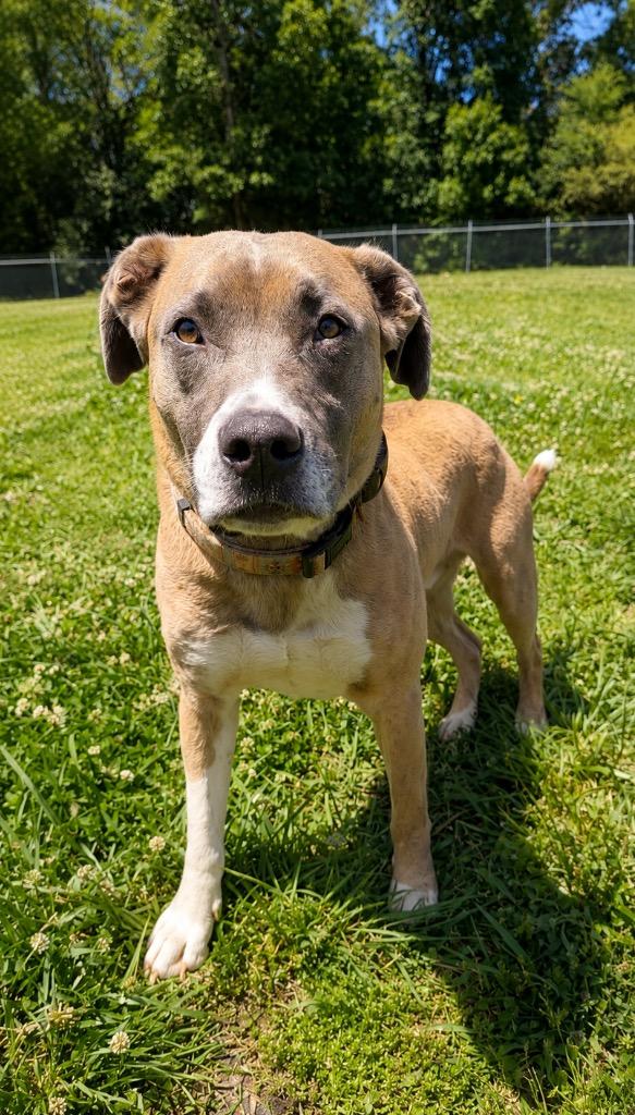 Chance, a Adoptable mixed breed in Chickamauga , GA image 2/2