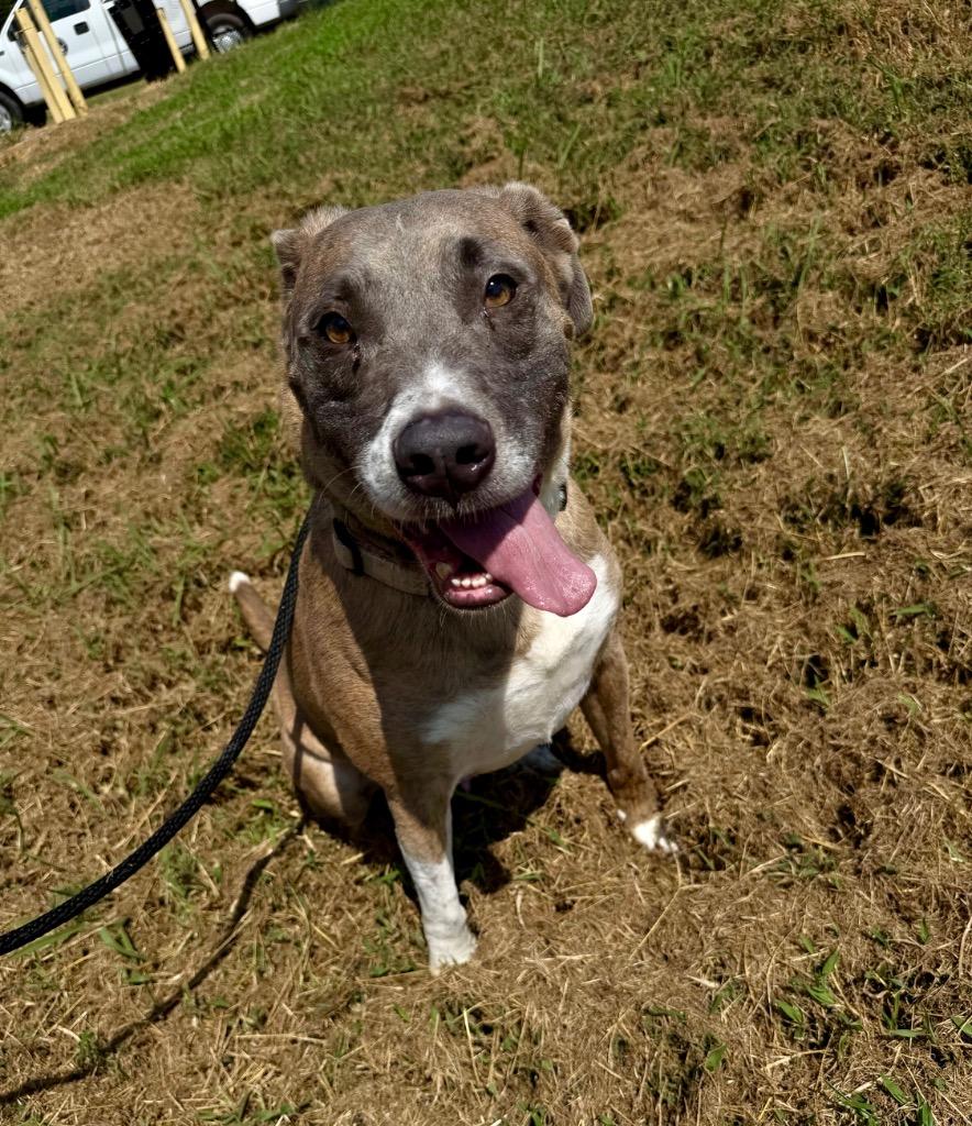 Enlarge Chance, a Adoptable mixed breed in Chickamauga , GA image 3/3