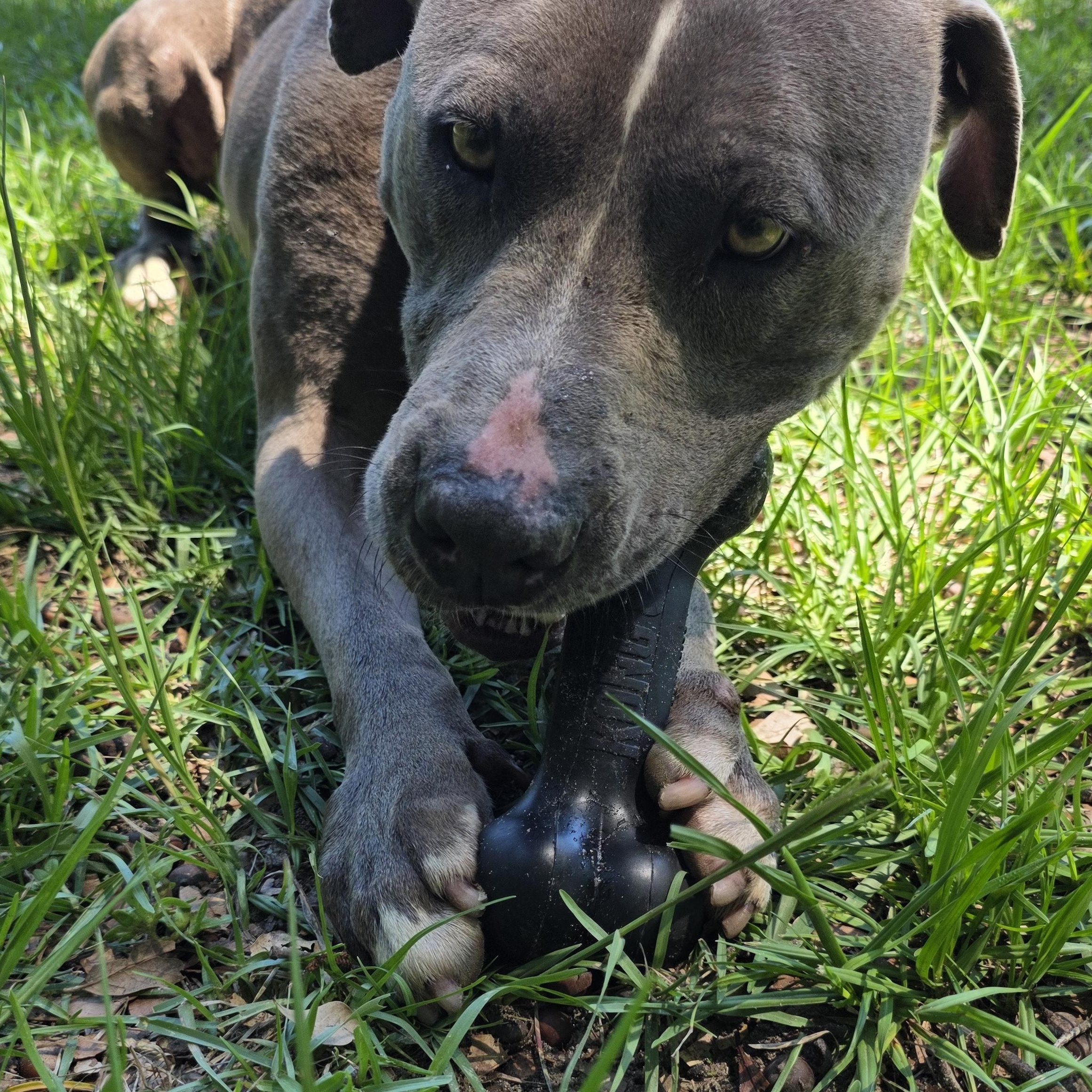 Enlarge Petie, a Adoptable mixed breed in Monticello, FL image 3/3