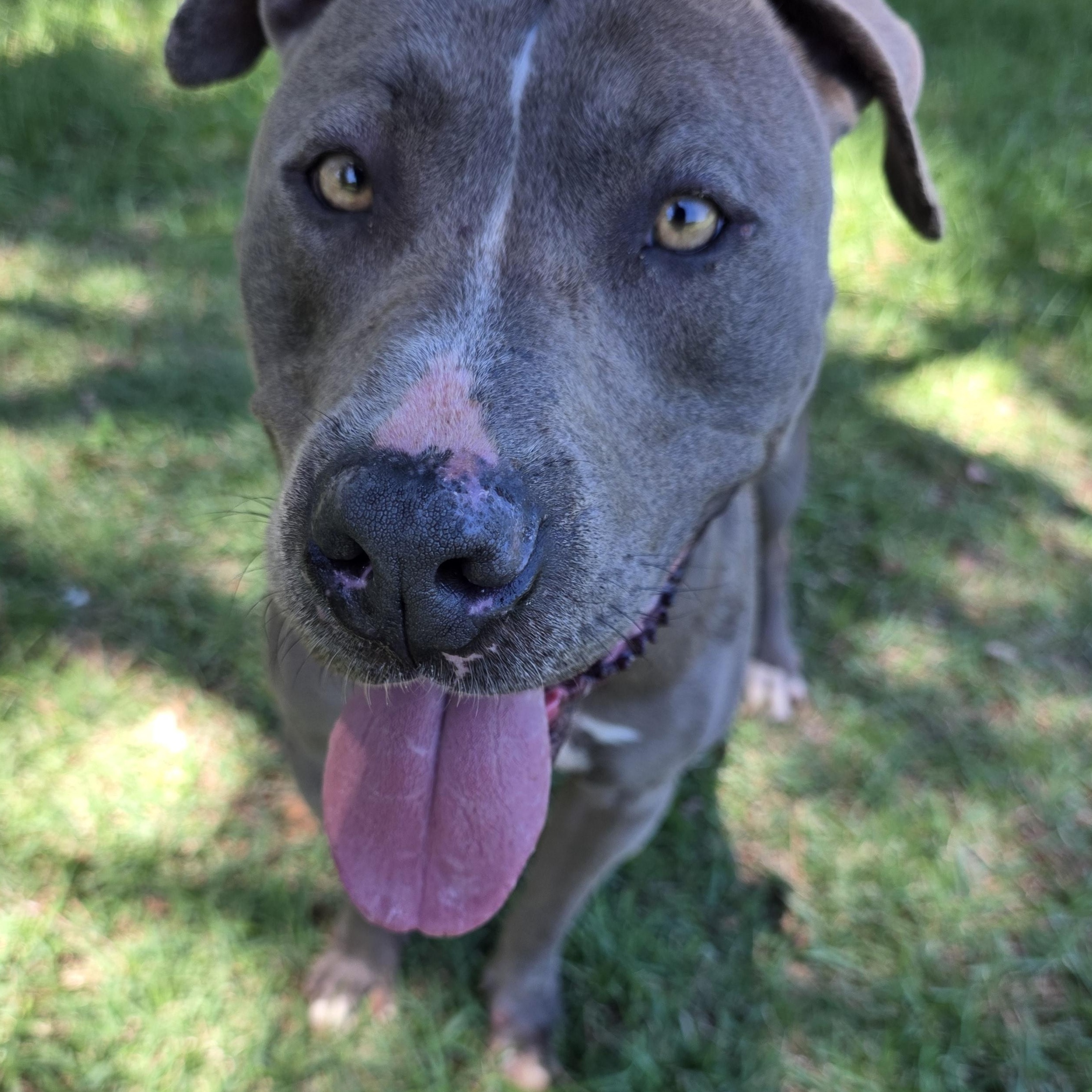 Petie, Adoptable, Adult Male Terrier & Pit Bull Terrier.