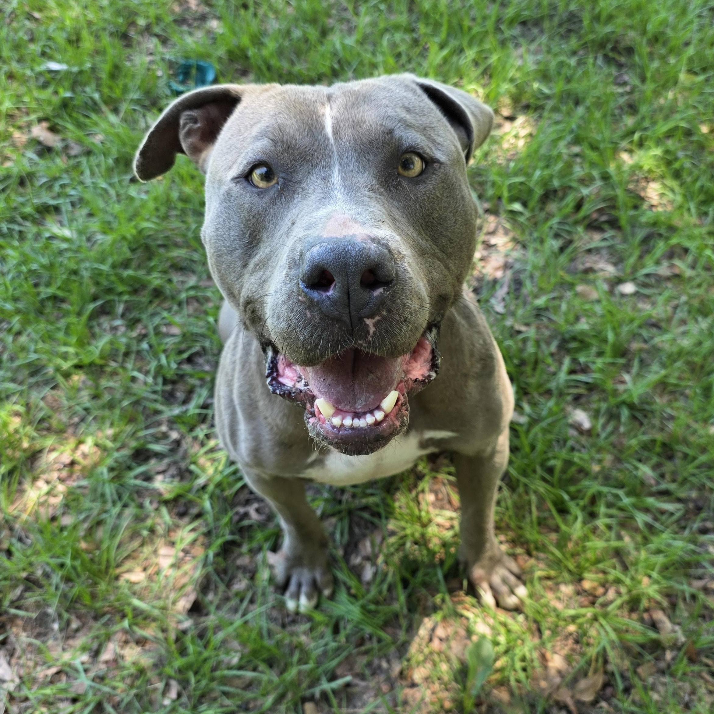 Enlarge Petie, a Adoptable mixed breed in Monticello, FL image 2/3
