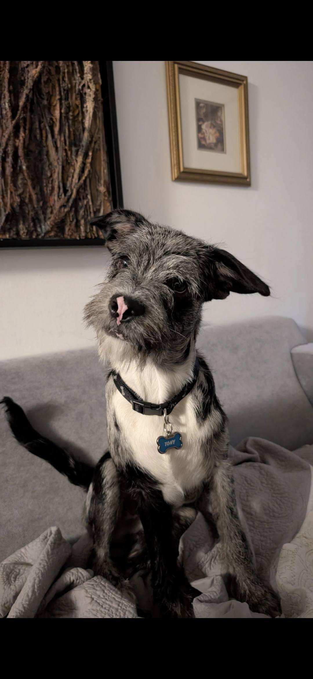 Tony, Adopted, Puppy Male Mixed Breed & French Bulldog.