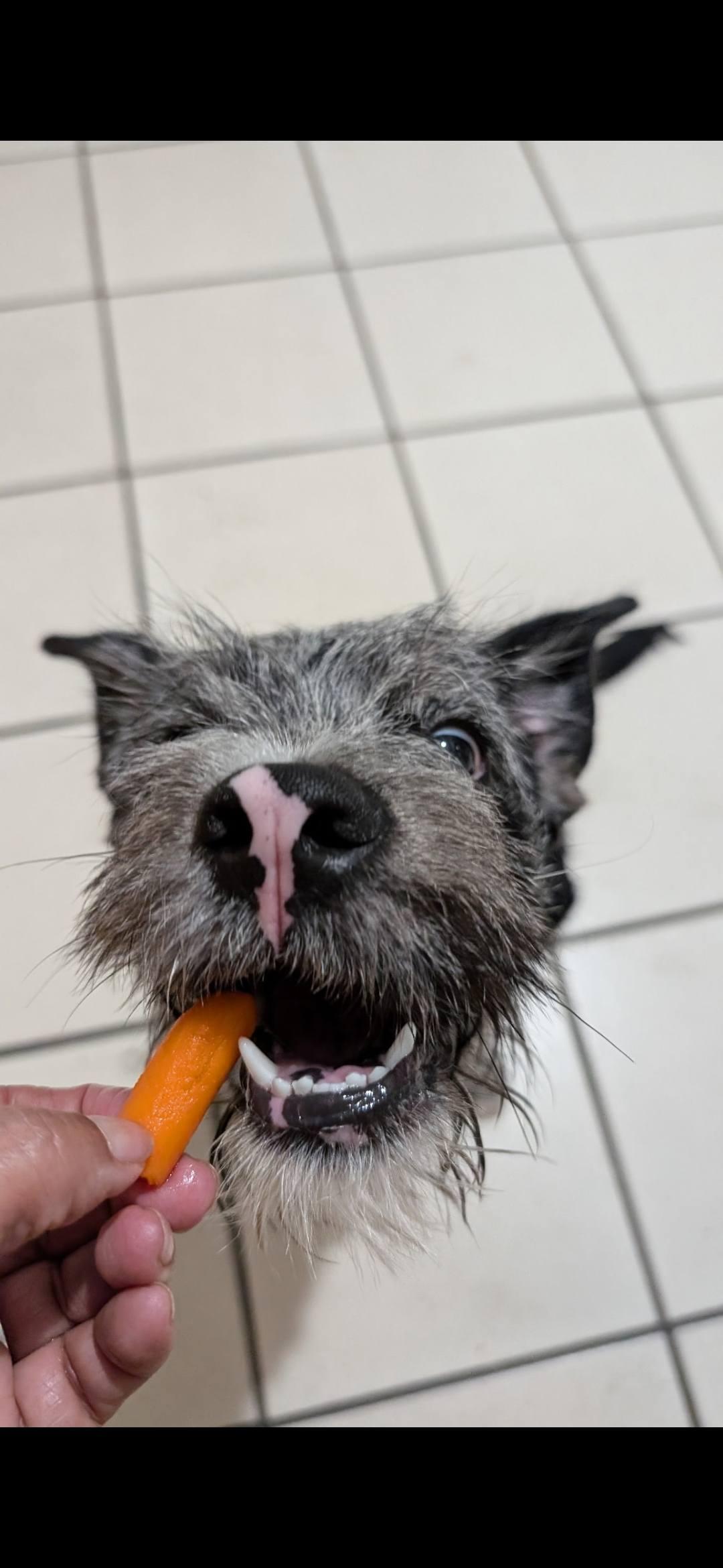 Tony, a Adopted mixed breed in Miami, FL image 2/6