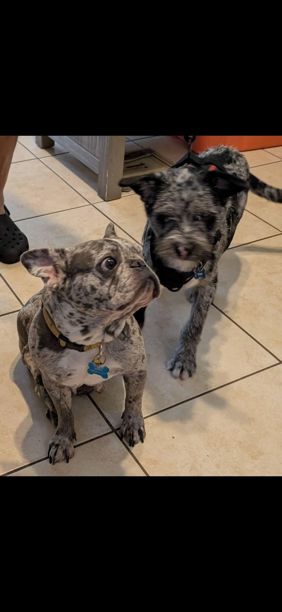 Tony, a Adopted mixed breed in Miami, FL image 3/6