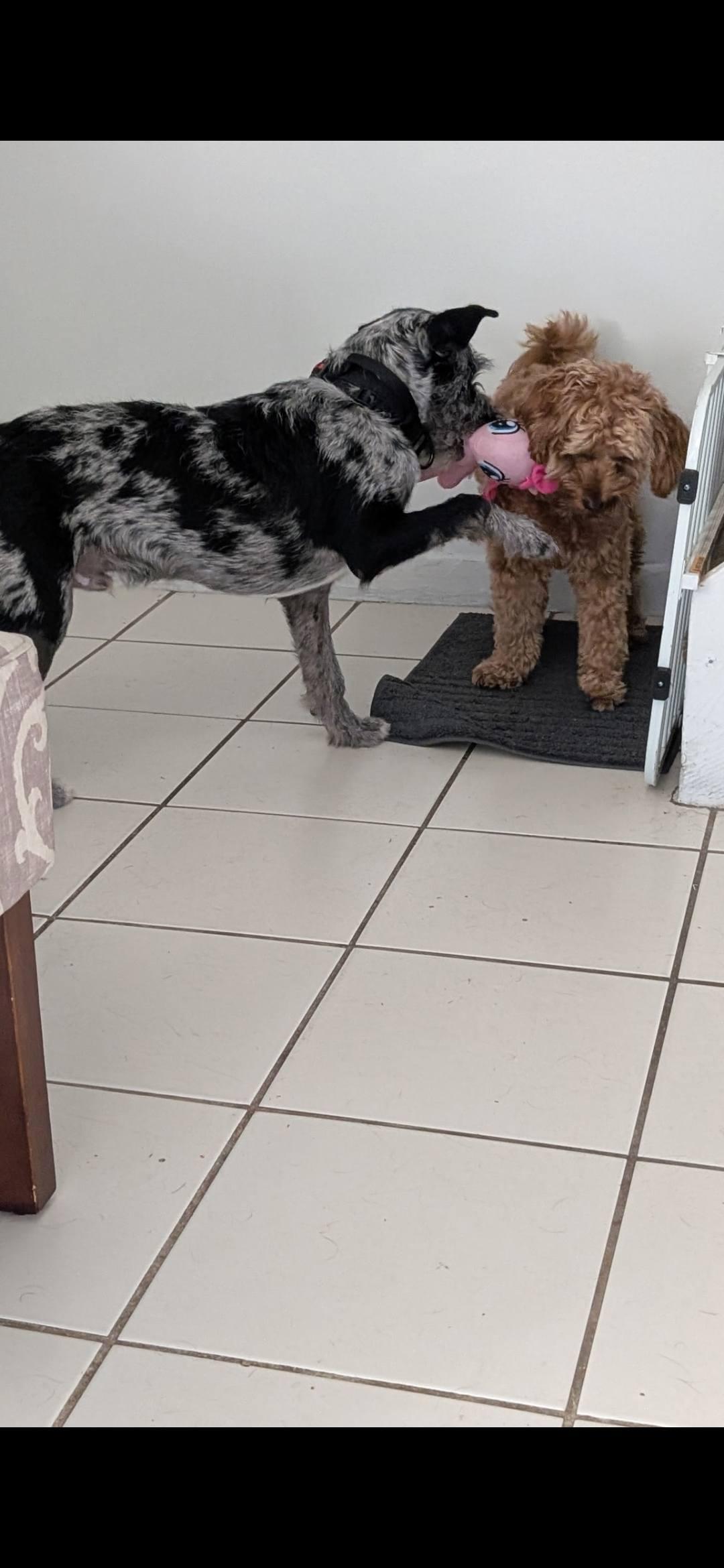 Tony, a Adopted mixed breed in Miami, FL image 4/6