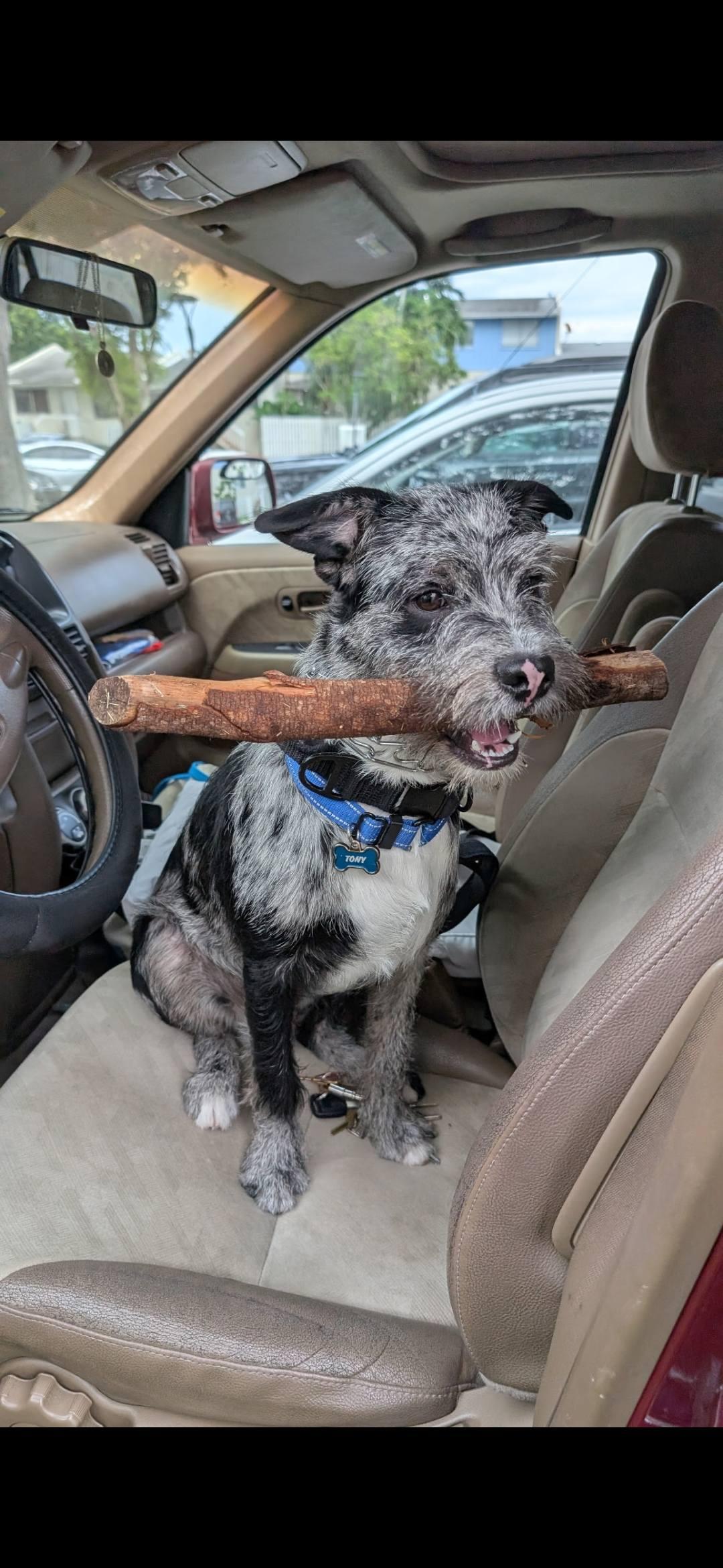 Tony, a Adopted mixed breed in Miami, FL image 6/6