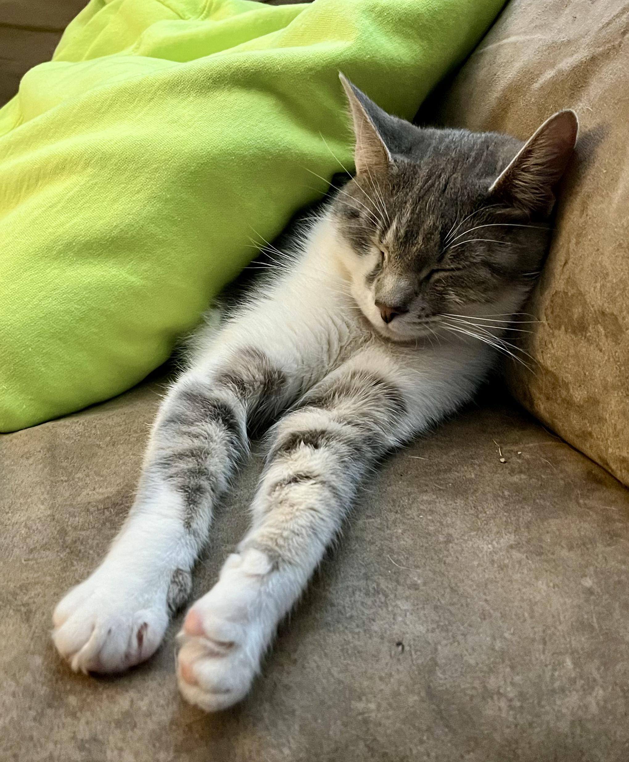 Enlarge Amy, a ADOPTABLE Domestic Short Hair in Indianapolis, IN image 3/4