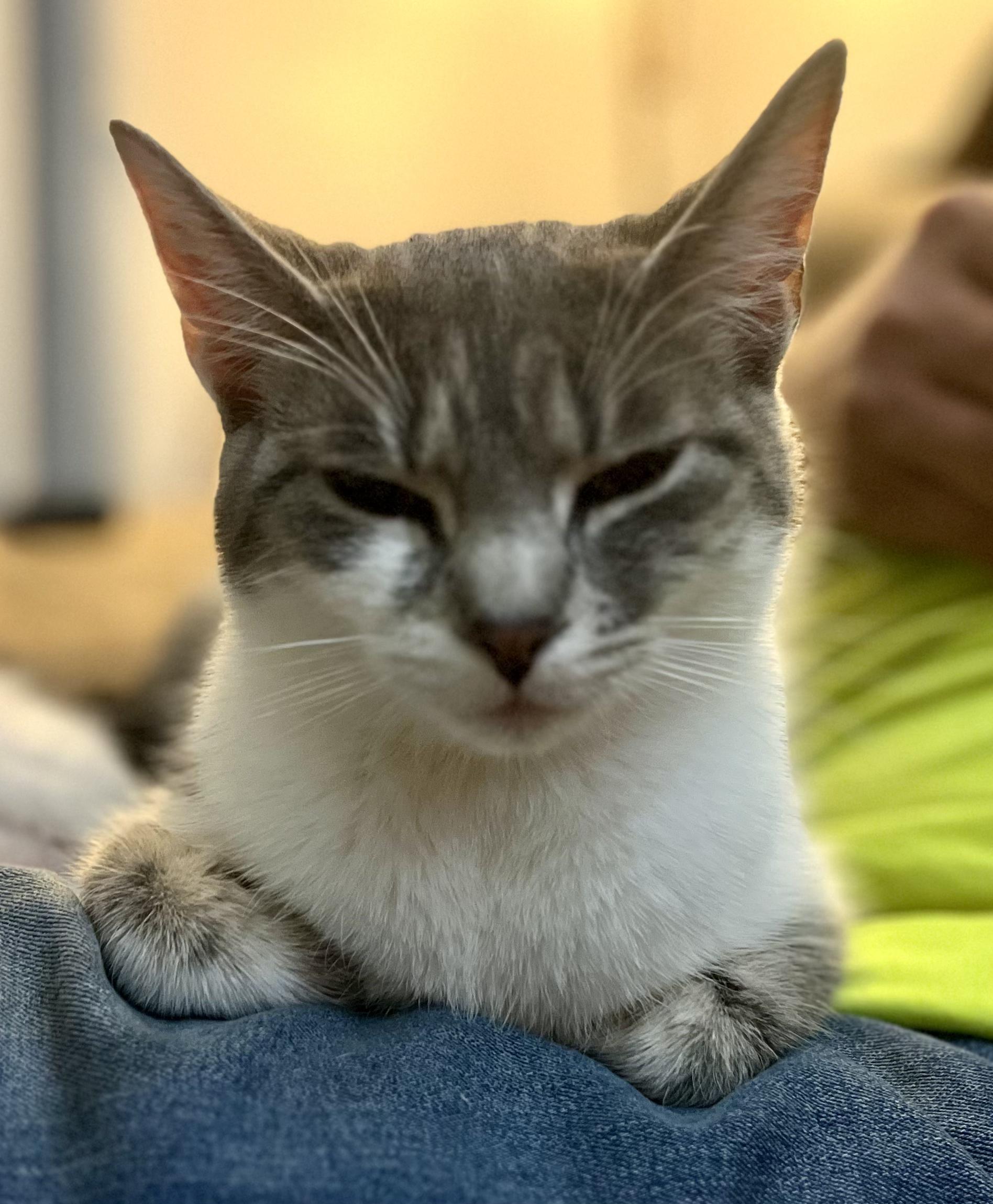 Enlarge Amy, a ADOPTABLE Domestic Short Hair in Indianapolis, IN image 4/4