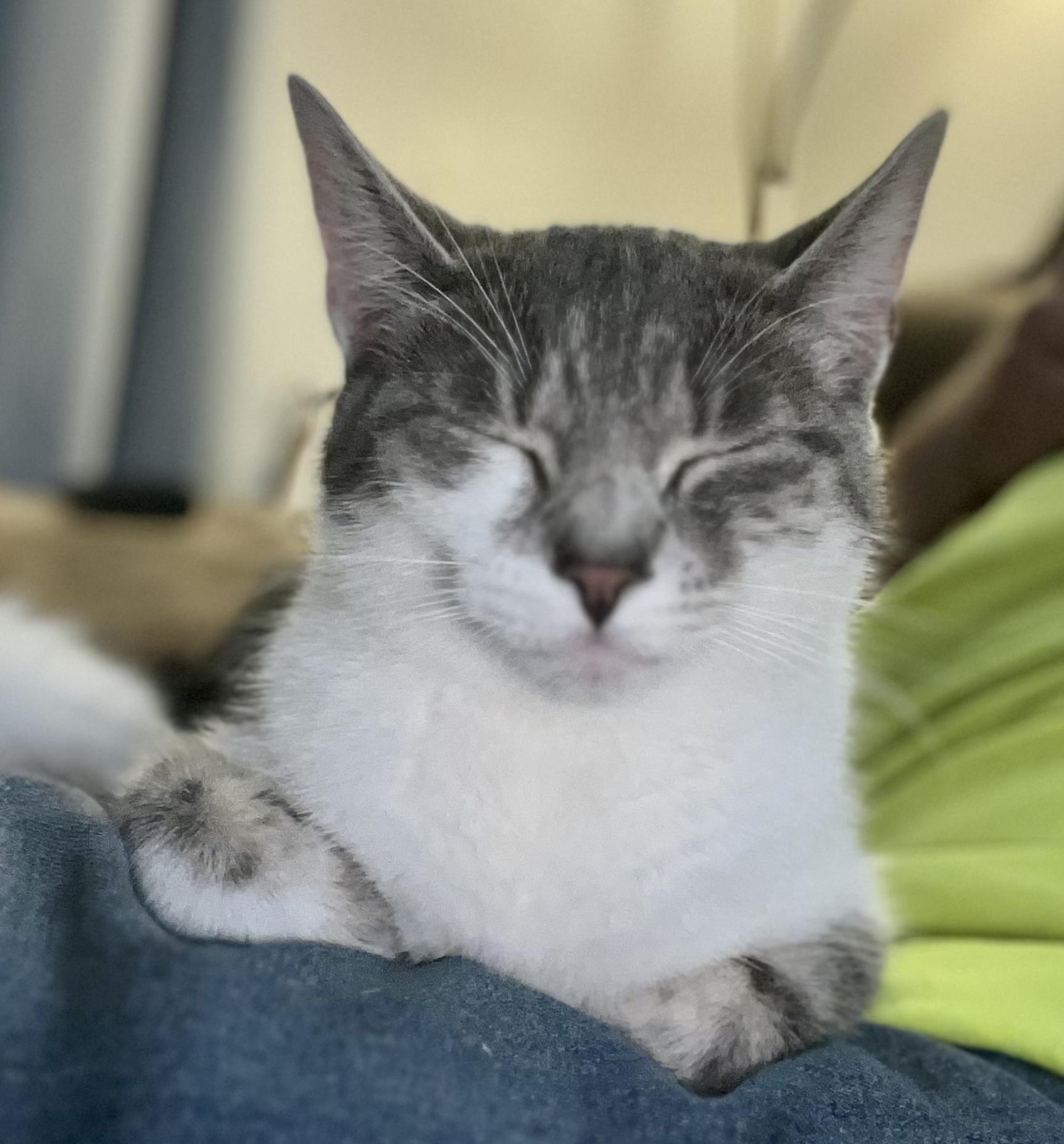 Enlarge Amy, a ADOPTABLE Domestic Short Hair in Indianapolis, IN image 2/4