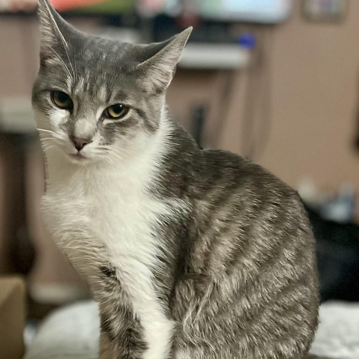 Enlarge Amy, a ADOPTABLE Domestic Short Hair in Indianapolis, IN image 1/4