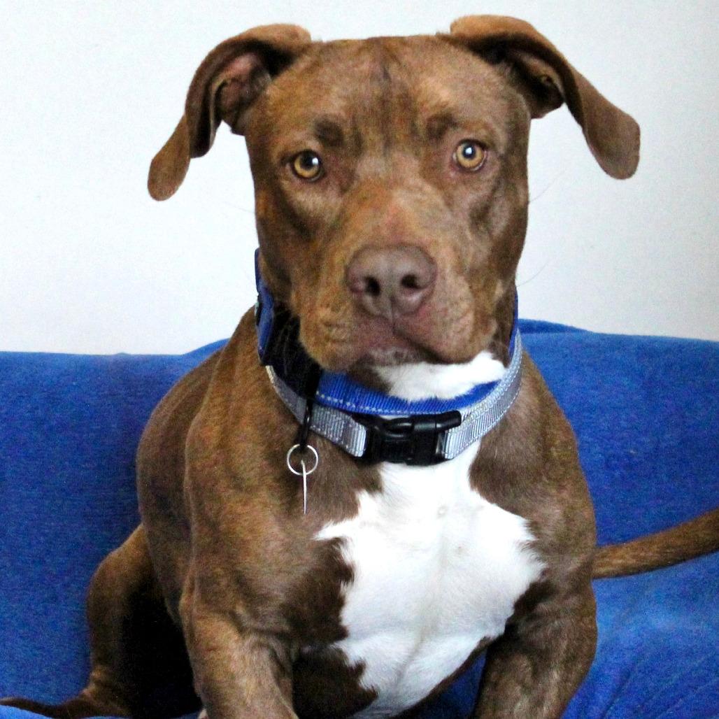 Bogart, Adoptable, Adult Male Mixed Breed.