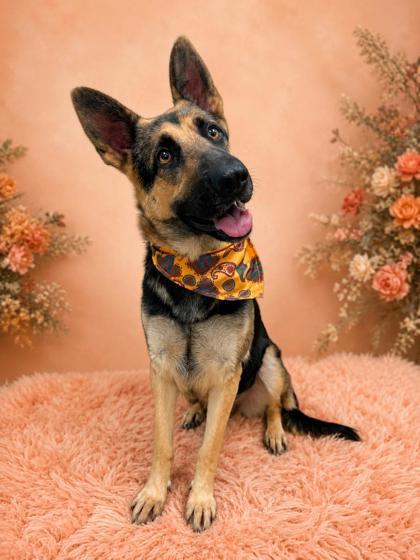 Enlarge Heidi, a Adoptable mixed breed in Seagoville, TX image 1/3