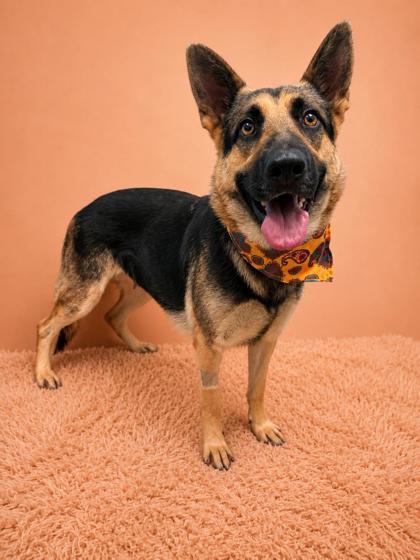 Enlarge Heidi, a Adoptable mixed breed in Seagoville, TX image 2/3