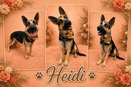Enlarge Heidi, a Adoptable mixed breed in Seagoville, TX image 3/3