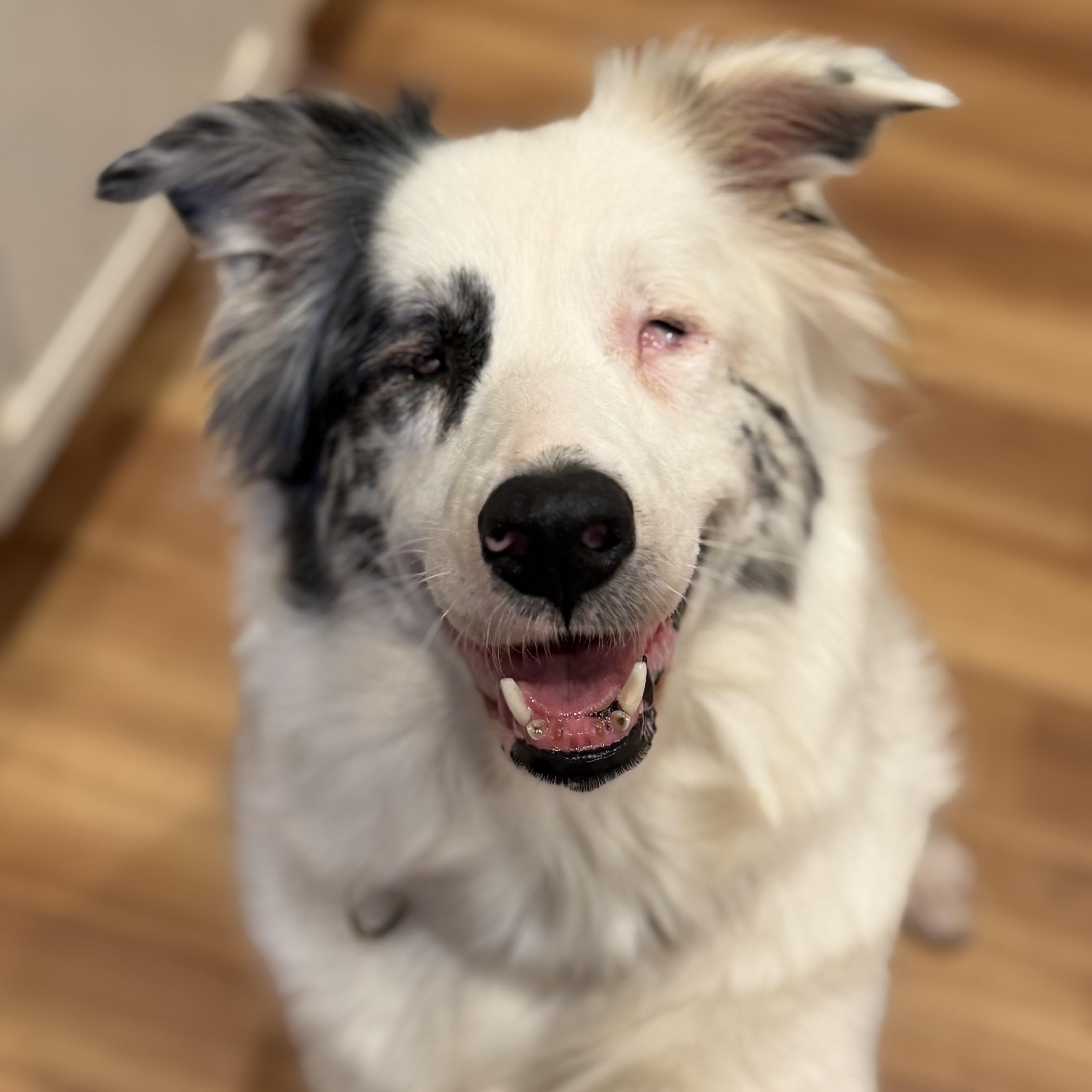 Enlarge Leah, a Adoptable Australian Shepherd in Collingswood, NJ image 2/6