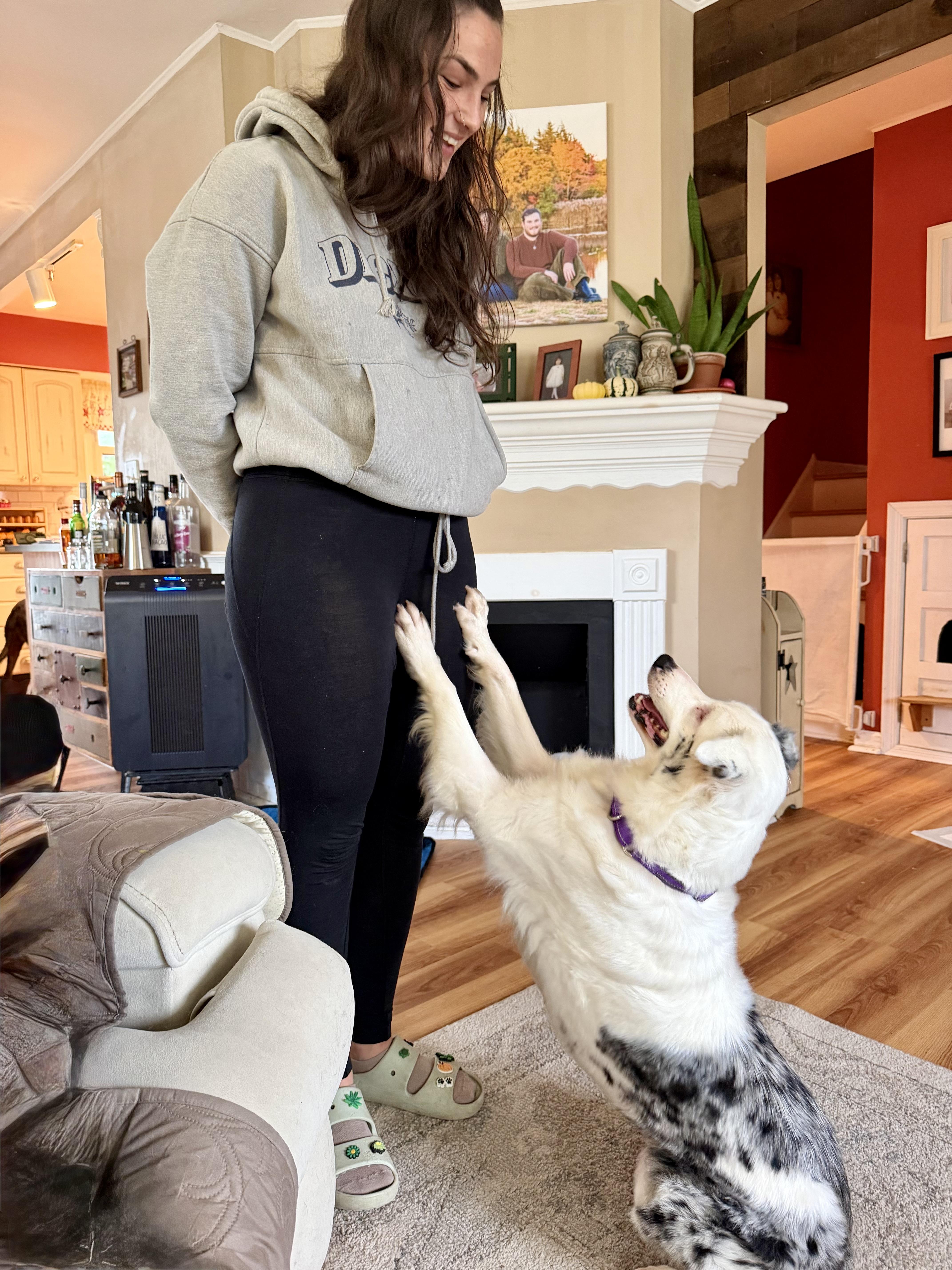 Enlarge Leah, a Adoptable Australian Shepherd in Collingswood, NJ image 4/6