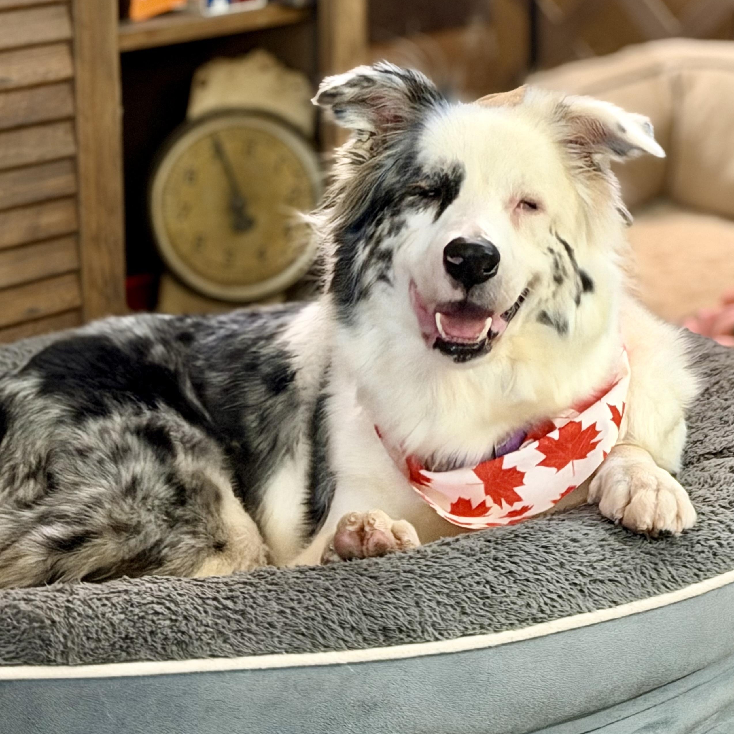 Leah, Adoptable, Adult Female Australian Shepherd.