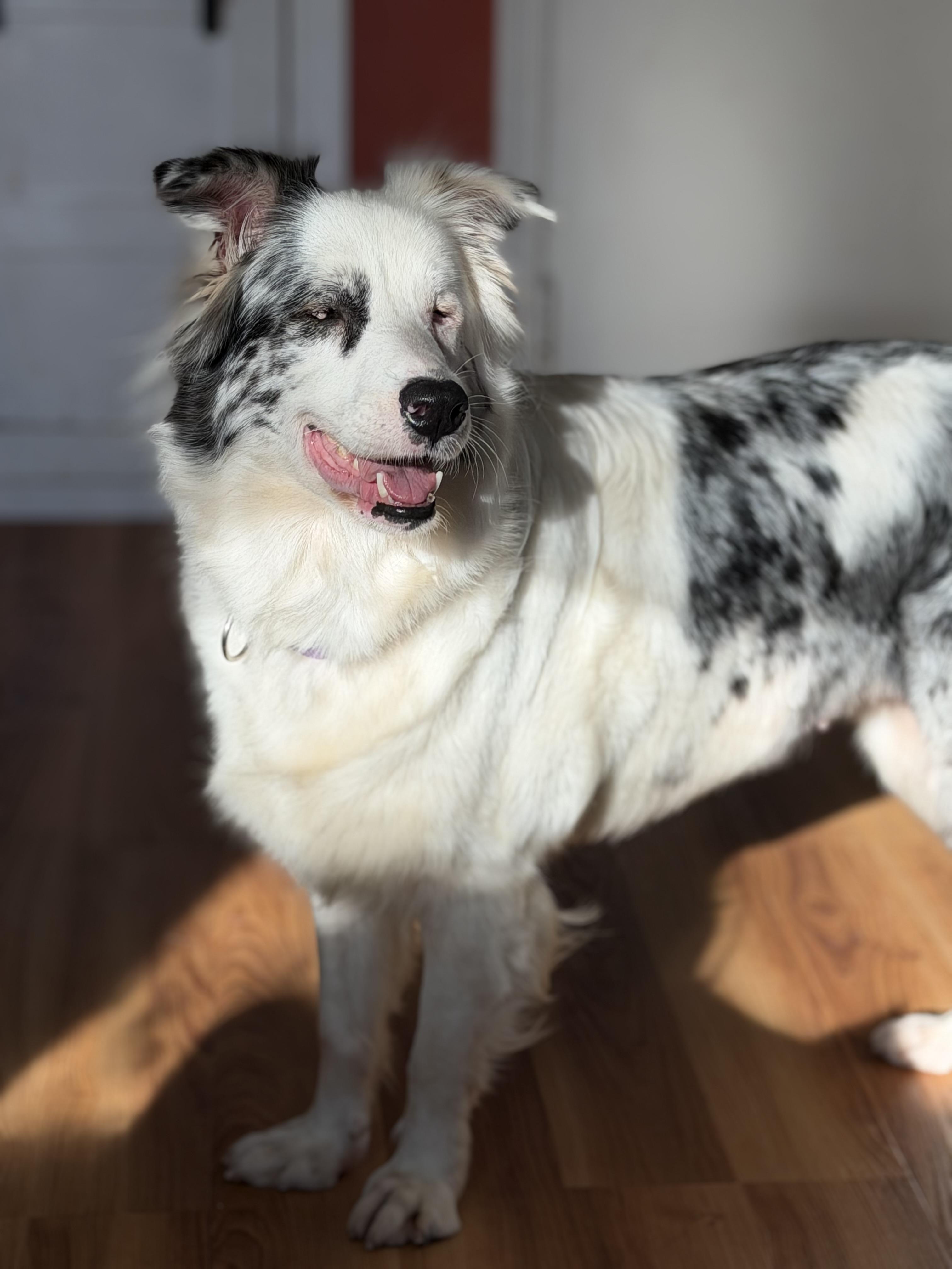Enlarge Leah, a Adoptable Australian Shepherd in Collingswood, NJ image 3/6