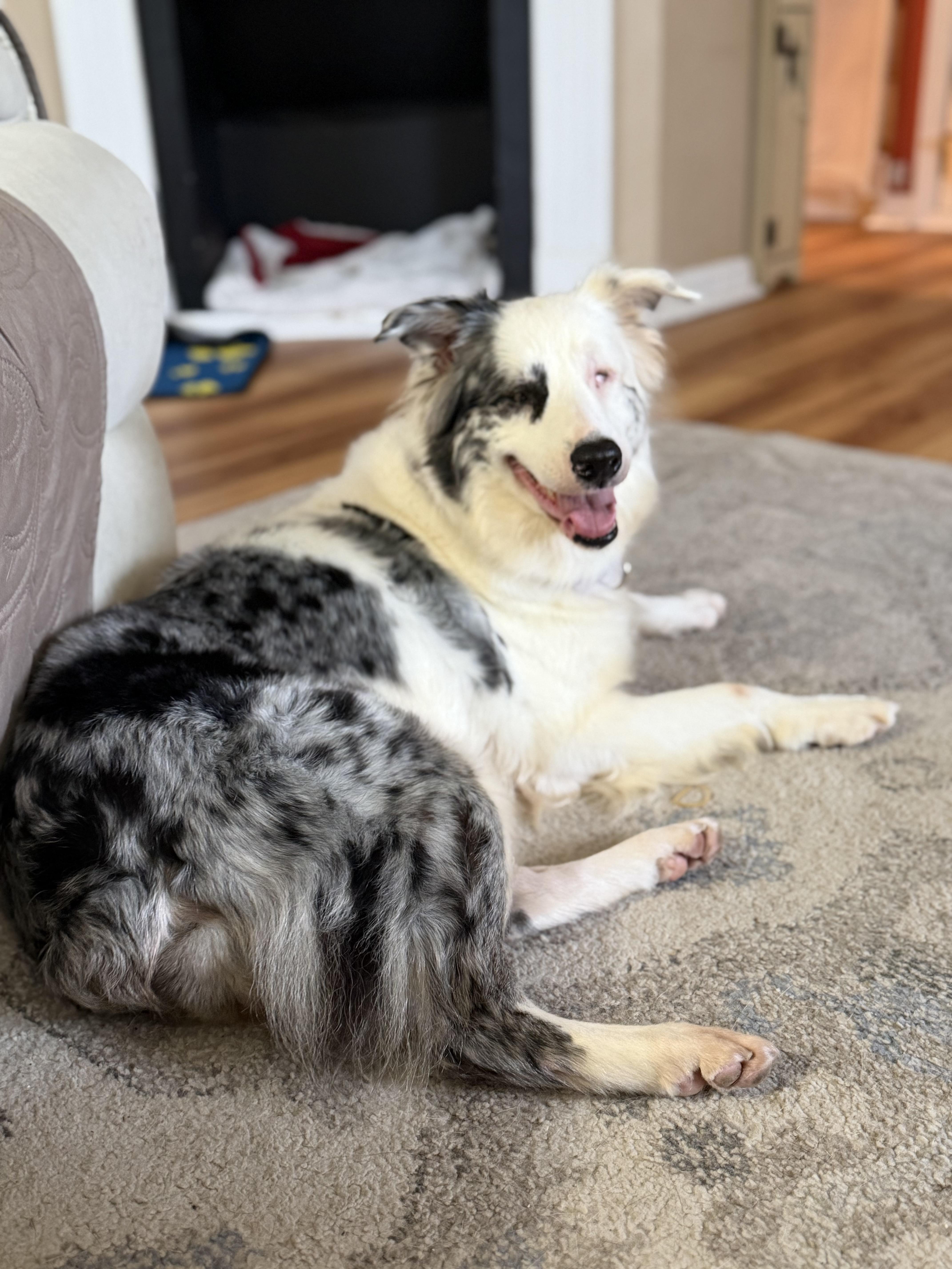 Enlarge Leah, a Adoptable Australian Shepherd in Collingswood, NJ image 5/6
