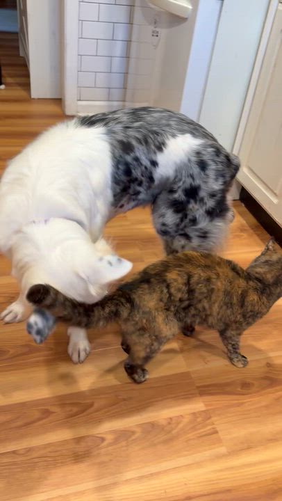 Enlarge Leah, a Adoptable Australian Shepherd in Collingswood, NJ video 6/6