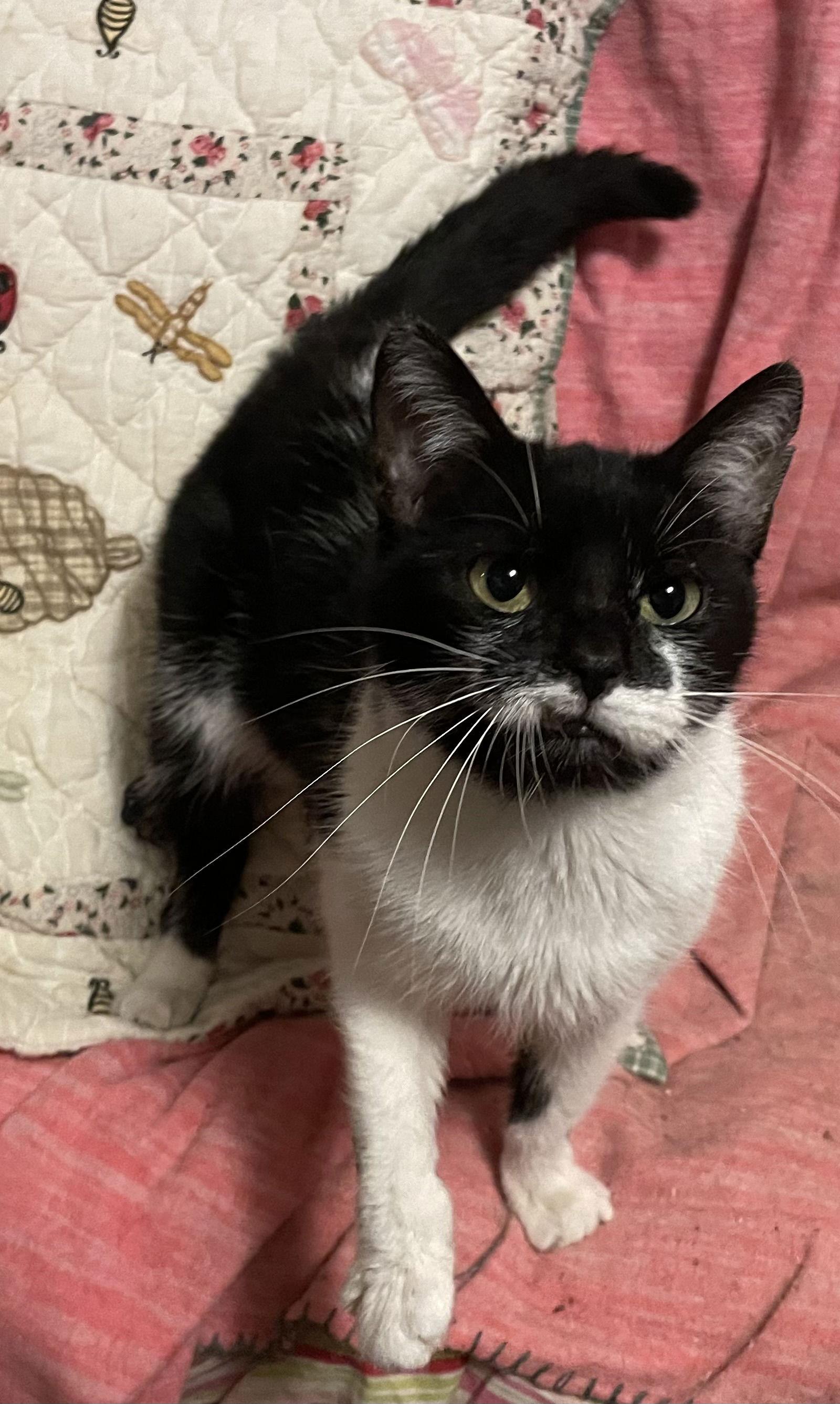 Enlarge Aurora “Rory”, a Adoptable Domestic Short Hair in Akron, OH image 1/3