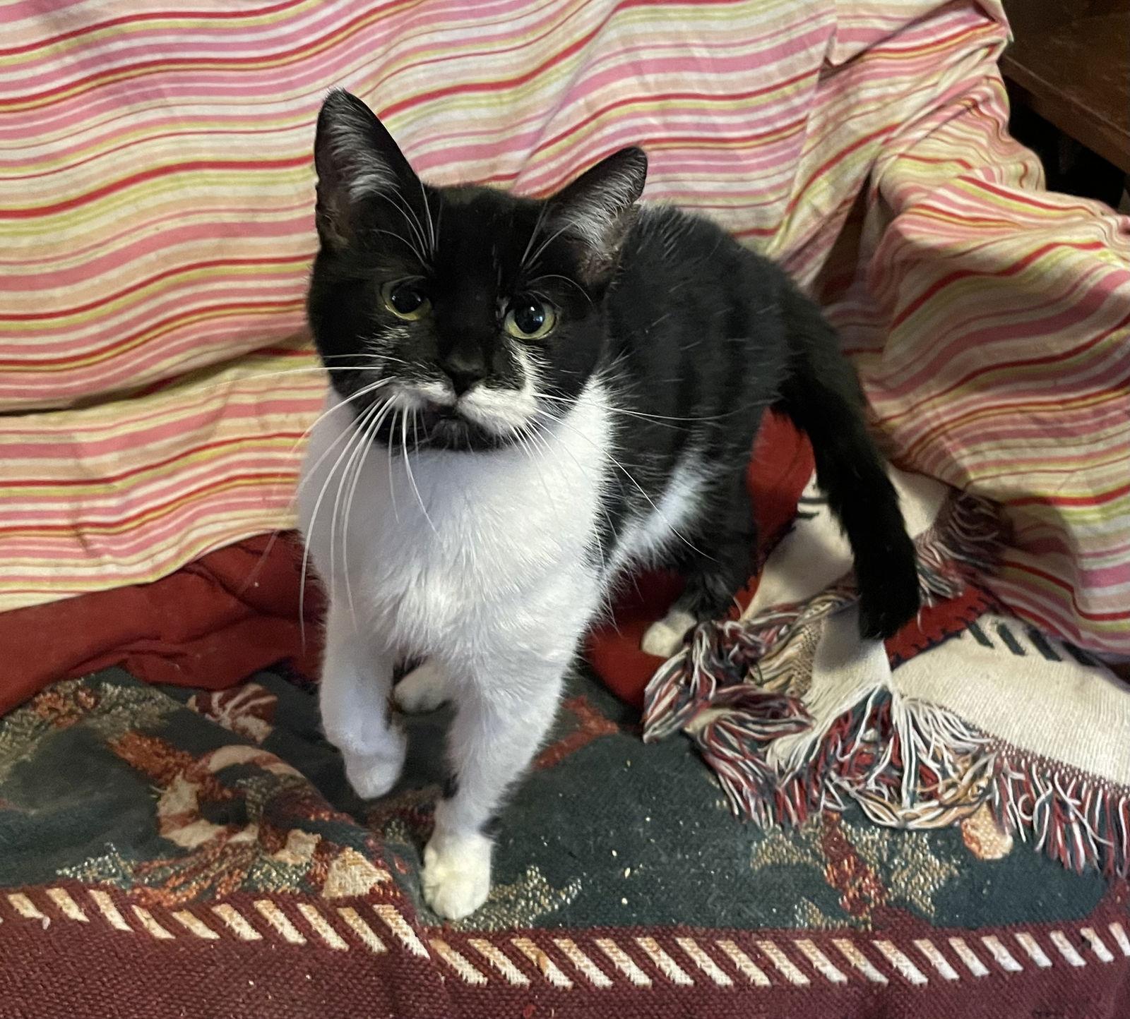 Enlarge Aurora “Rory”, a Adoptable Domestic Short Hair in Akron, OH image 2/3