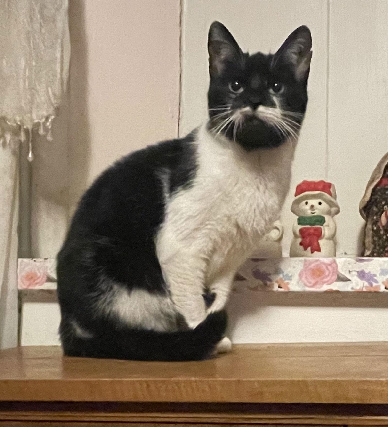 Enlarge Aurora “Rory”, a Adoptable Domestic Short Hair in Akron, OH image 3/3