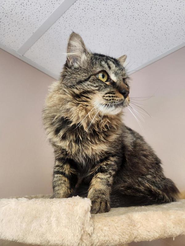 Enlarge Toby, a Adoptable mixed breed in Great Falls, MT image 2/2