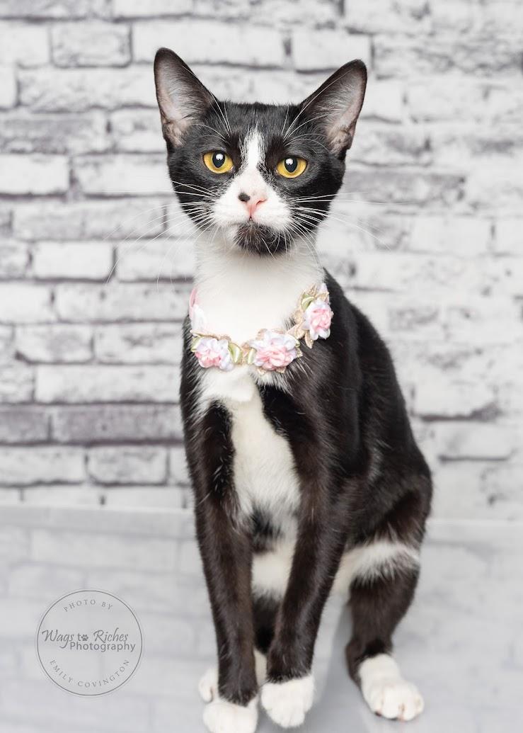 Enlarge Alice - Adopted, an adopted mixed breed in Tuscaloosa, AL image 1/6