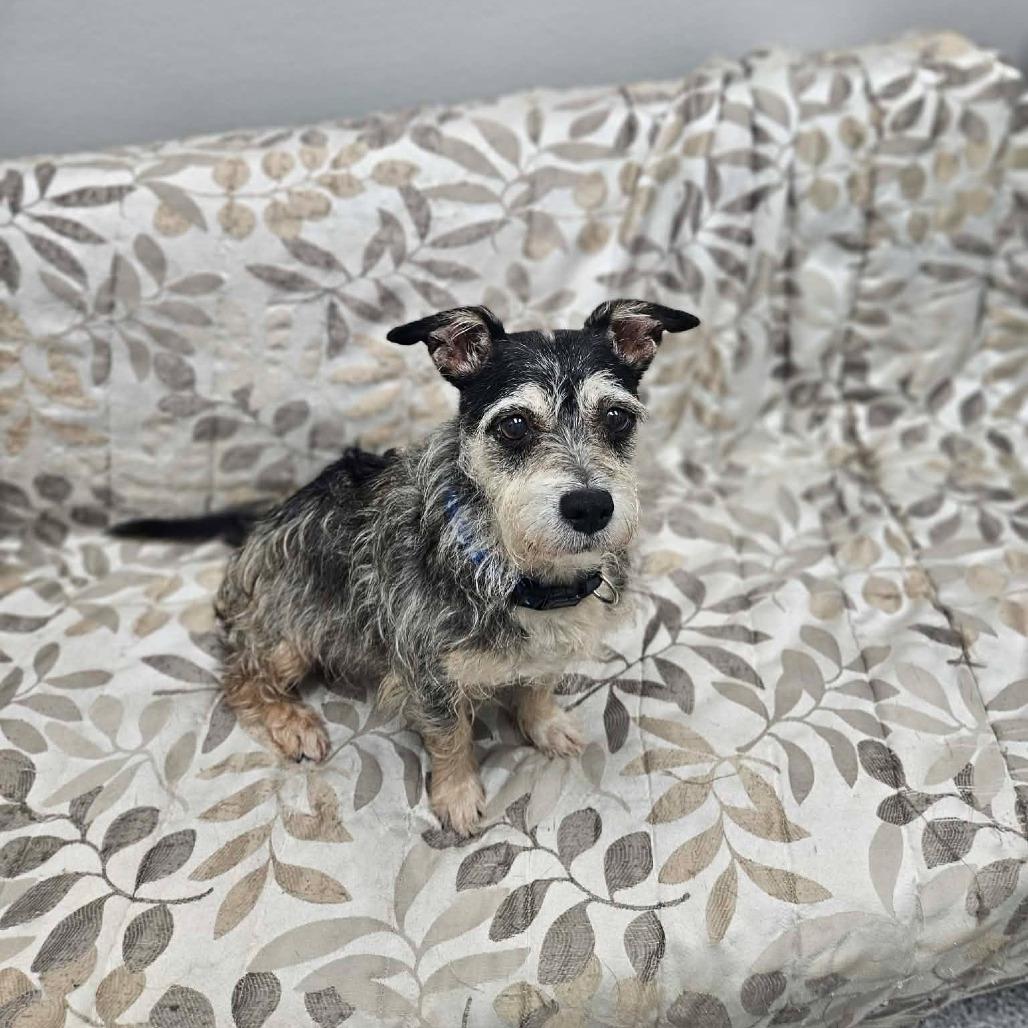 Tootsie, adopted, Senior Female Terrier.