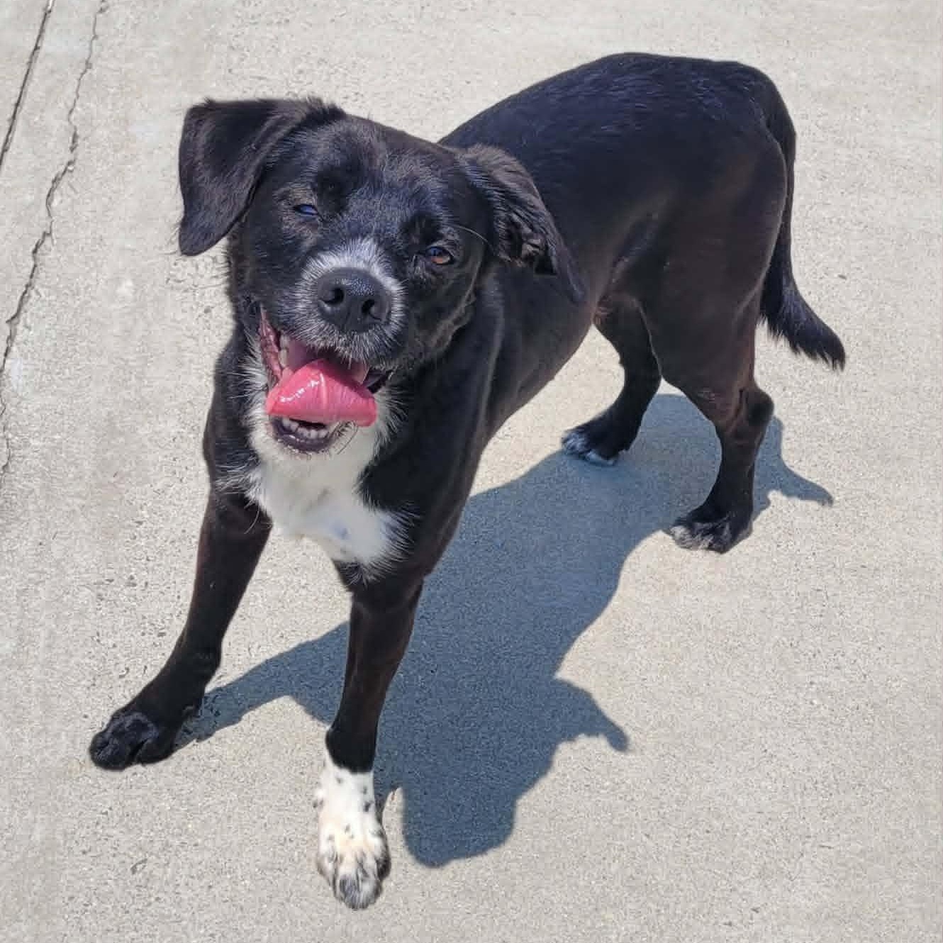 Enlarge Plankton, Silly Guy, a ADOPTABLE mixed breed in Meriden, CT image 2/6