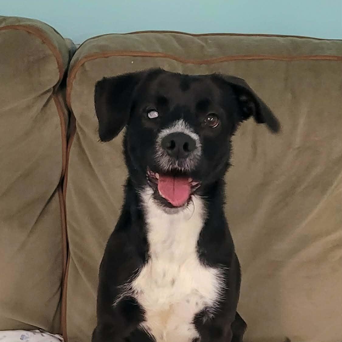 Enlarge Plankton, Silly Guy, a ADOPTABLE mixed breed in Meriden, CT image 6/6