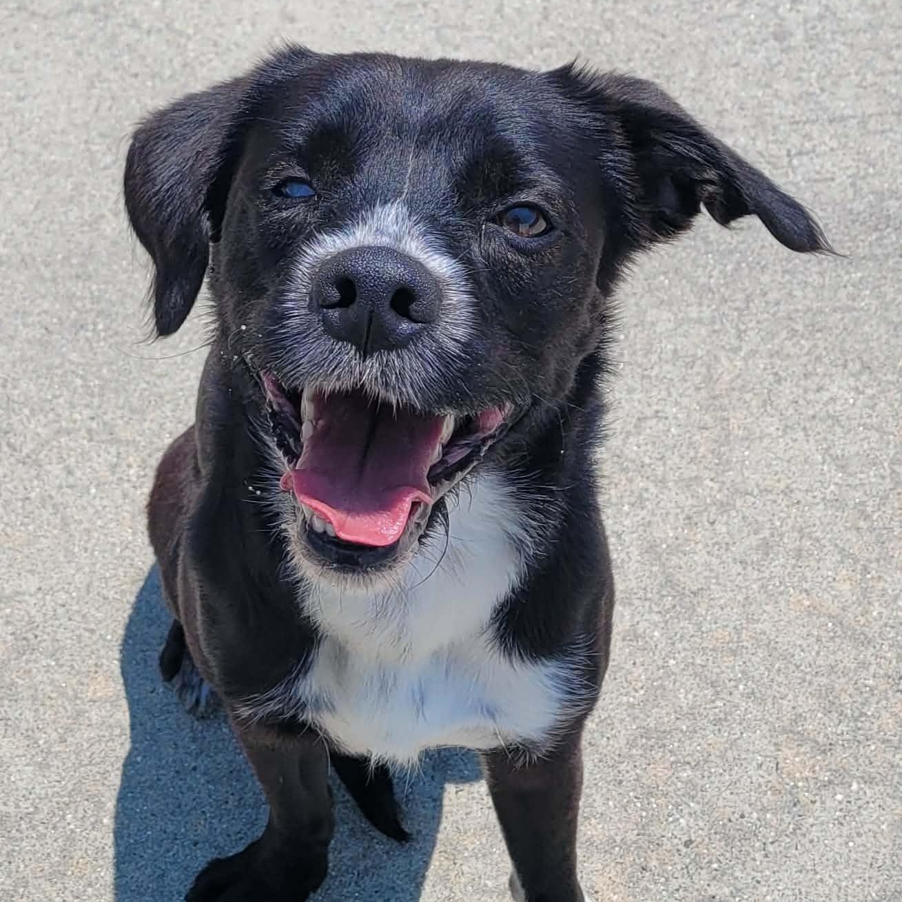 Enlarge Plankton, Silly Guy, a ADOPTABLE mixed breed in Meriden, CT image 1/6