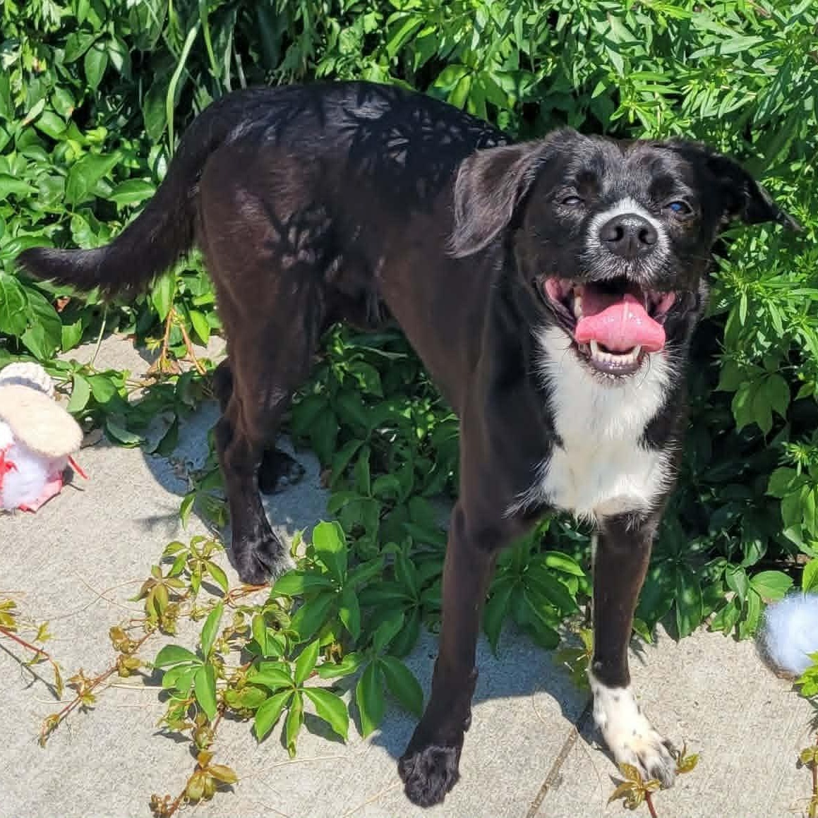 Enlarge Plankton, Silly Guy, a ADOPTABLE mixed breed in Meriden, CT image 4/6