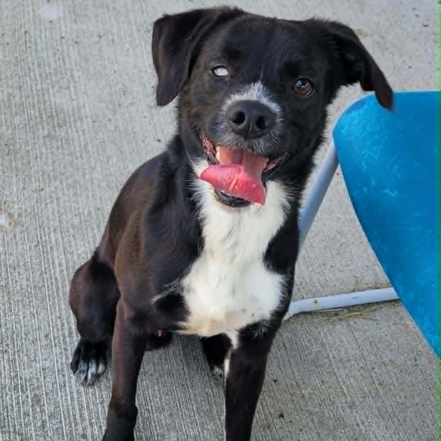 Enlarge Plankton, Silly Guy, a ADOPTABLE mixed breed in Meriden, CT image 3/6