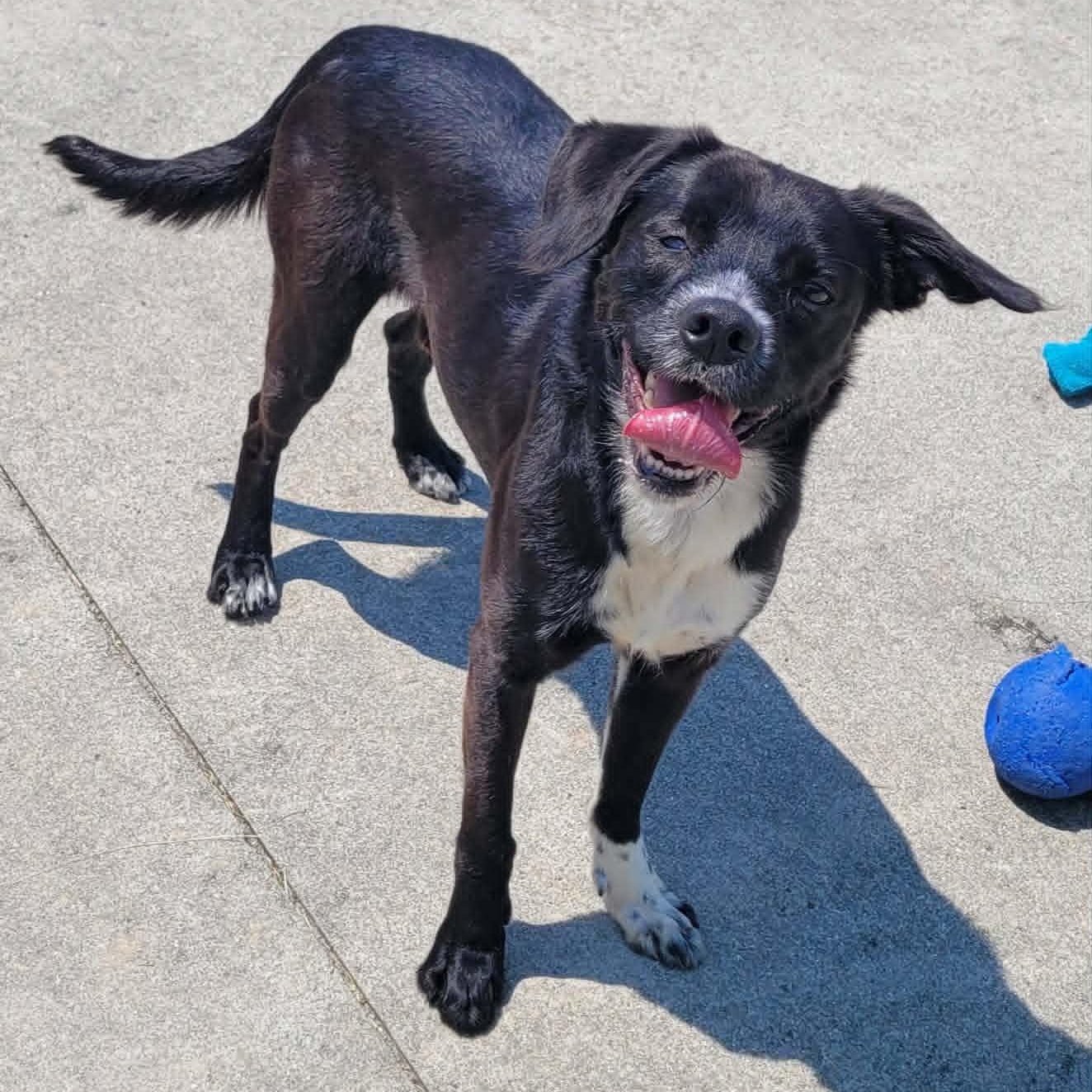 Enlarge Plankton, Silly Guy, a ADOPTABLE mixed breed in Meriden, CT image 5/6